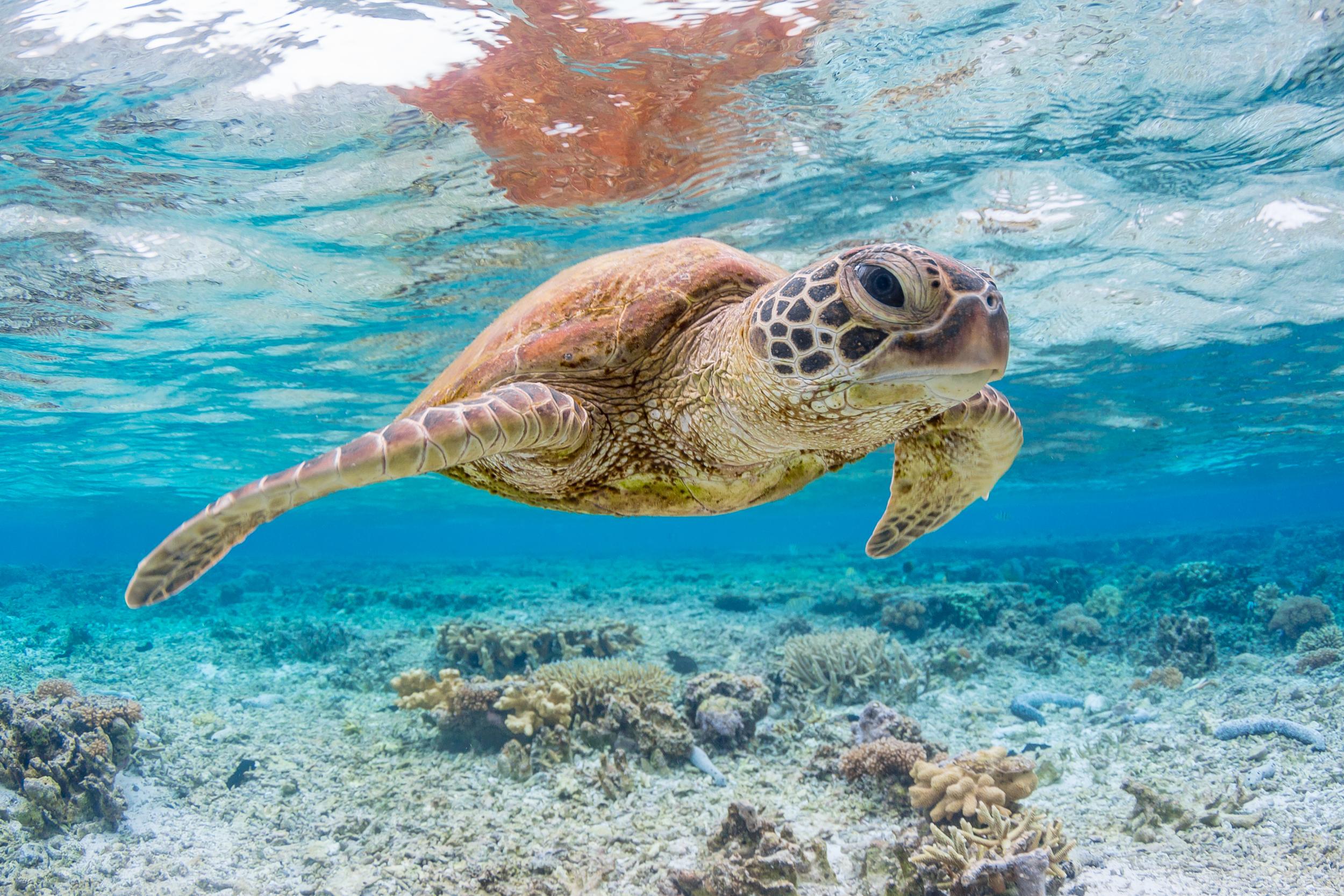 Плавающая в море черепаха 5. Тортуга черепаха. Морские черепахи барьерного рифа. Зеленая суповая черепаха. Большой Барьерный риф Австралия черепахи.