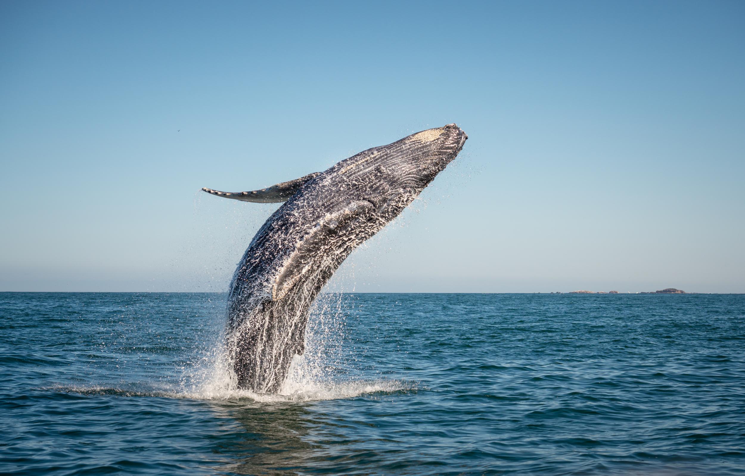 Whales are the largest animals to live on the planet (iStock)