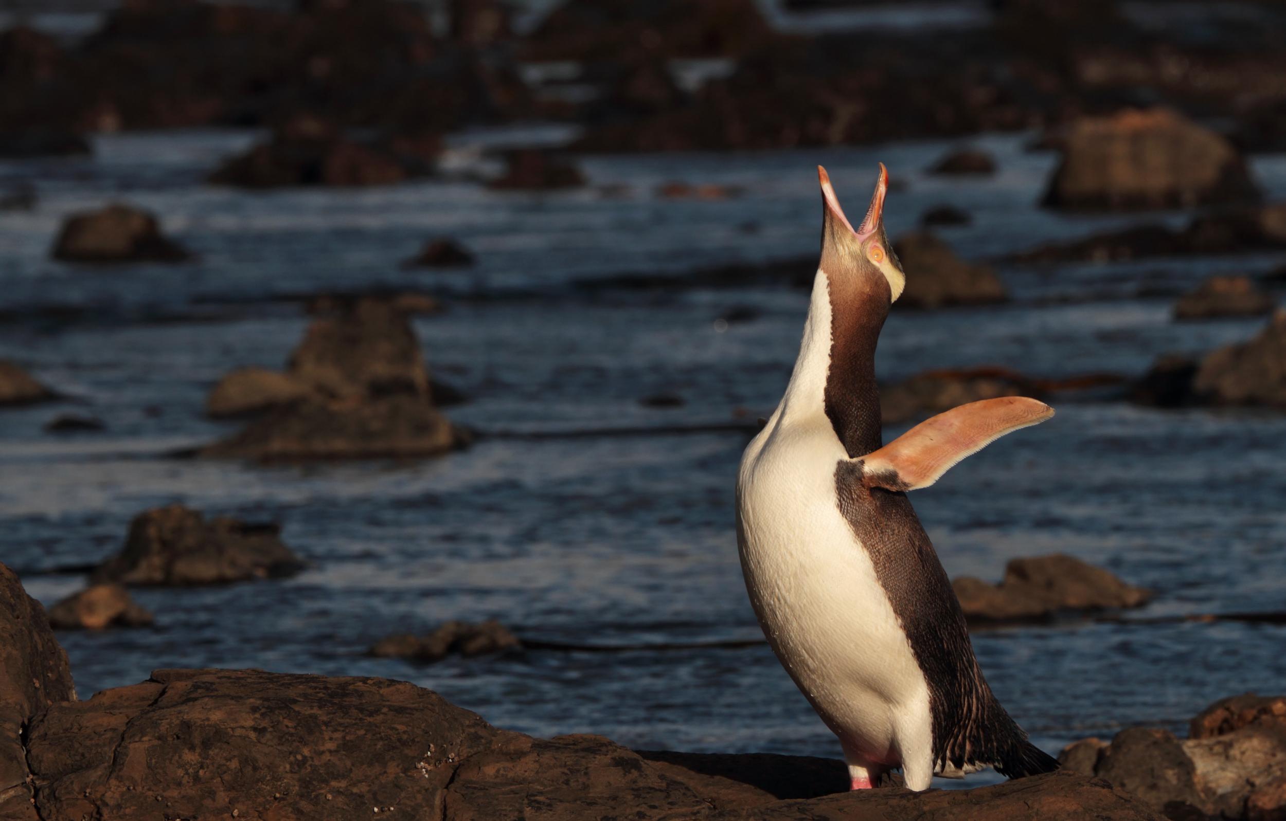 The yellow-eyed penguin is one of the rarest penguins on the planet (iStock)
