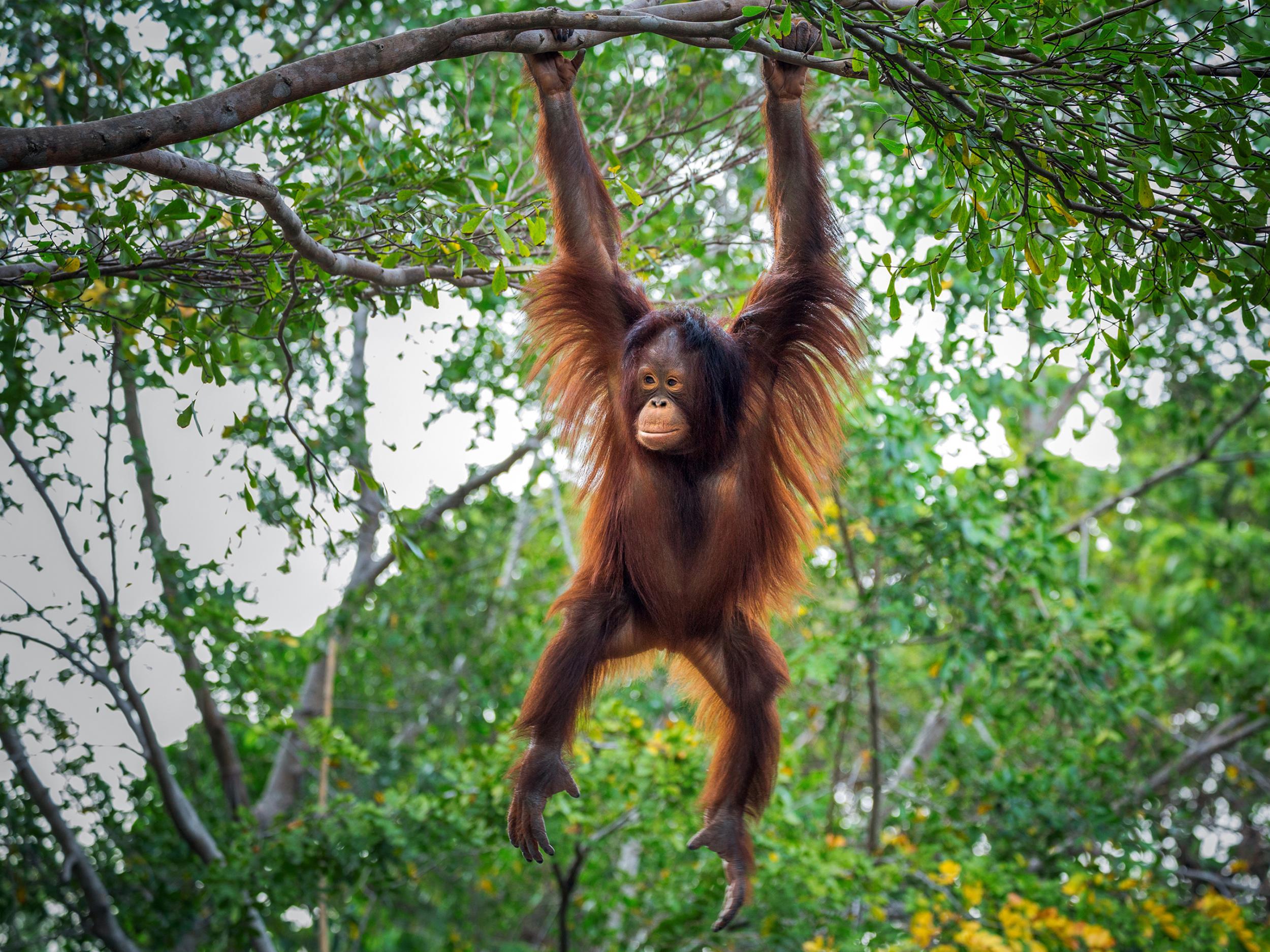 Orangutans are critically endangered