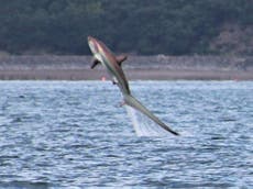 Shark's spectacular leap from sea captured by photographer in Devon