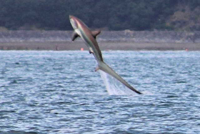 The thresher shark is a rare sighting in UK waters and is usually found in warmer climates in the mid-Atlantic
