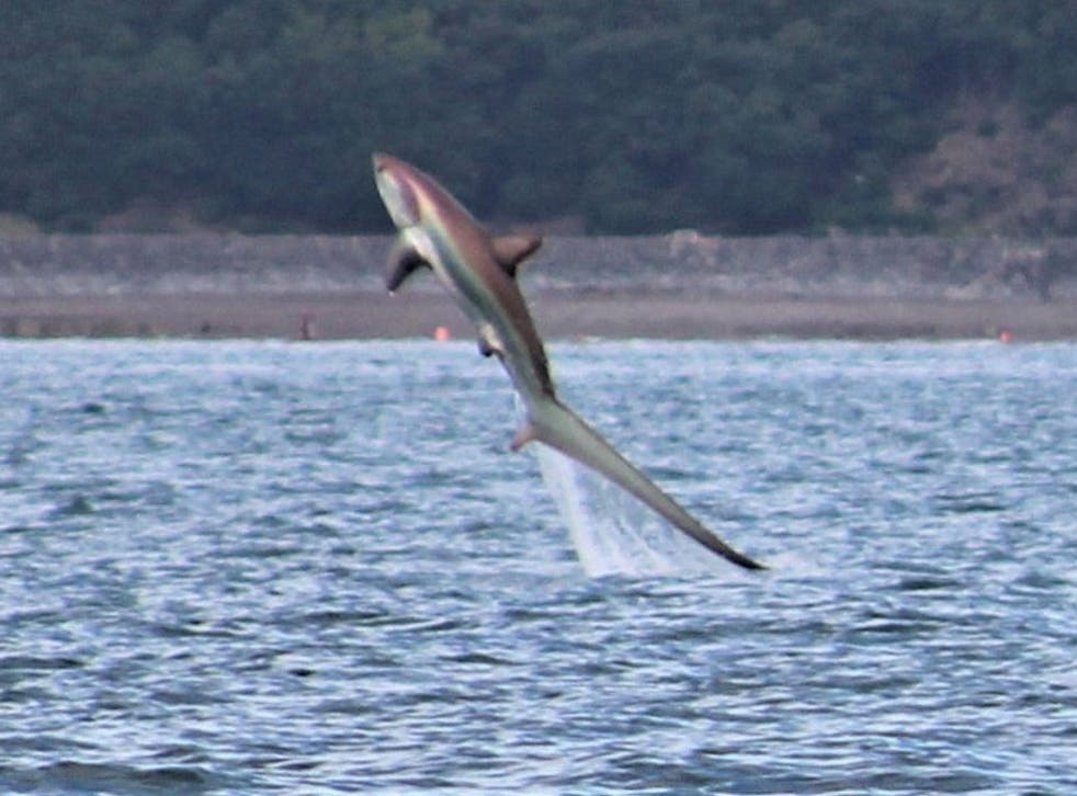 The thresher shark is a rare sighting in UK waters and is usually found in warmer climates in the mid-Atlantic