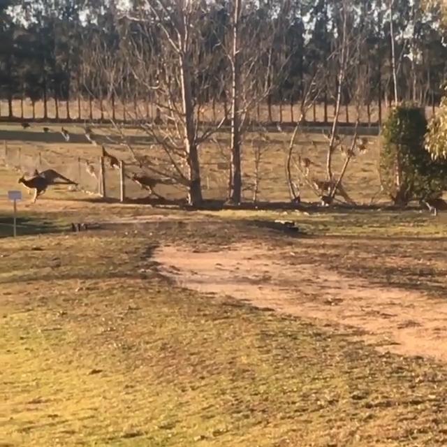 Kangaroos at Charles Sturt University in Australia