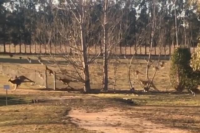 Kangaroos at Charles Sturt University in Australia