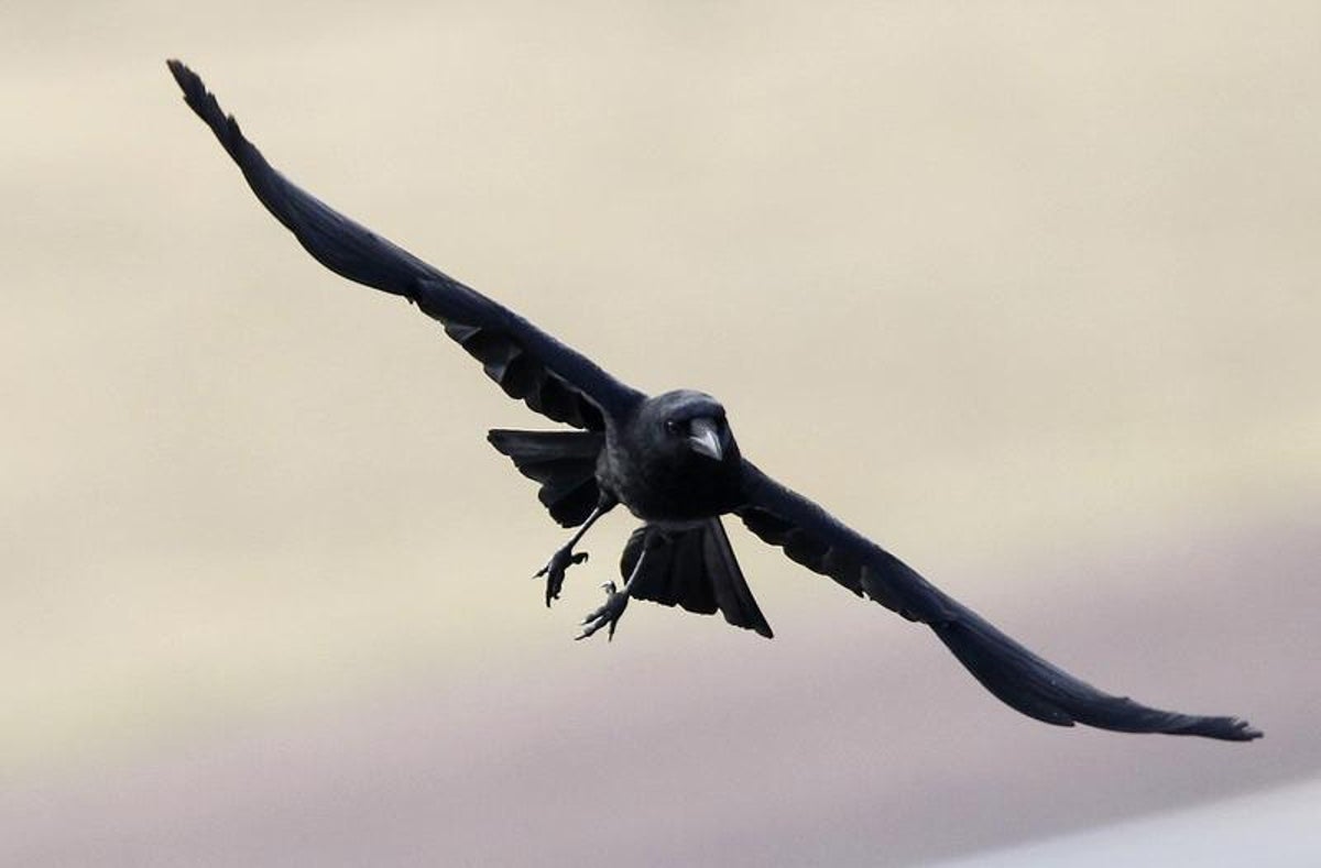 French Rooks Trained as Park Janitors