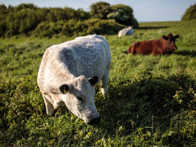 Mr Sandys was found in a field containing cows on his farm in Groombridge