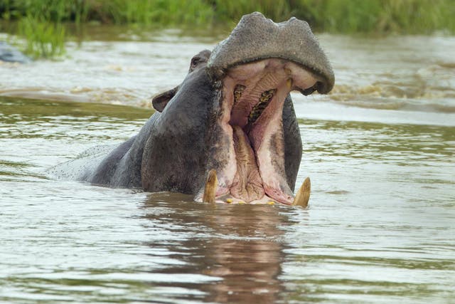 Six people have been killed by hippos around Lake Naivasha this year