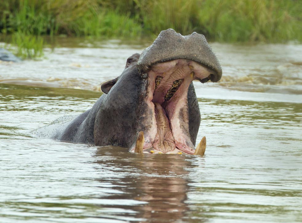 hippopotamus eating people