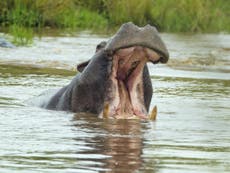 Hippo kills tourist taking photos of wildlife in Kenya