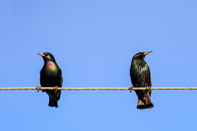 Female starlings that have consumed Prozac are ‘less attractive’ to males