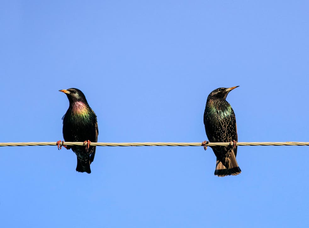 Female starlings that have consumed Prozac are ‘less attractive’ to males