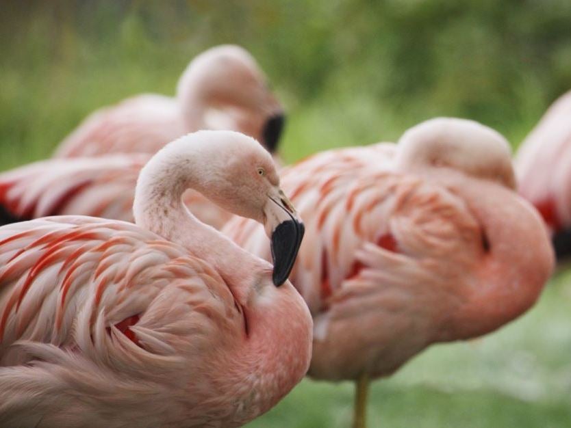 Rare Flamingos Lay Eggs For First Time In 15 Years After Uk
