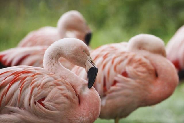 Only about 38,000 Andean flamingos exist today