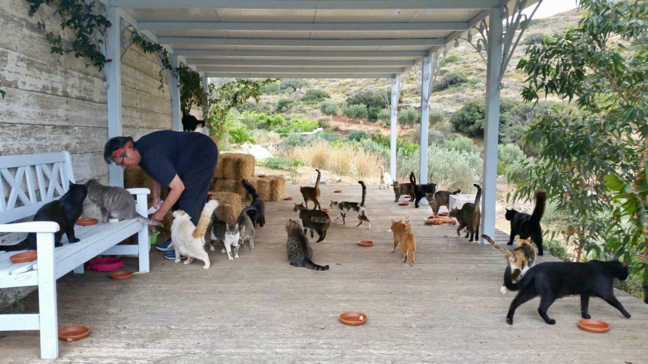 This Job Advert For A Cat Carer On A Greek Island Is Even Better