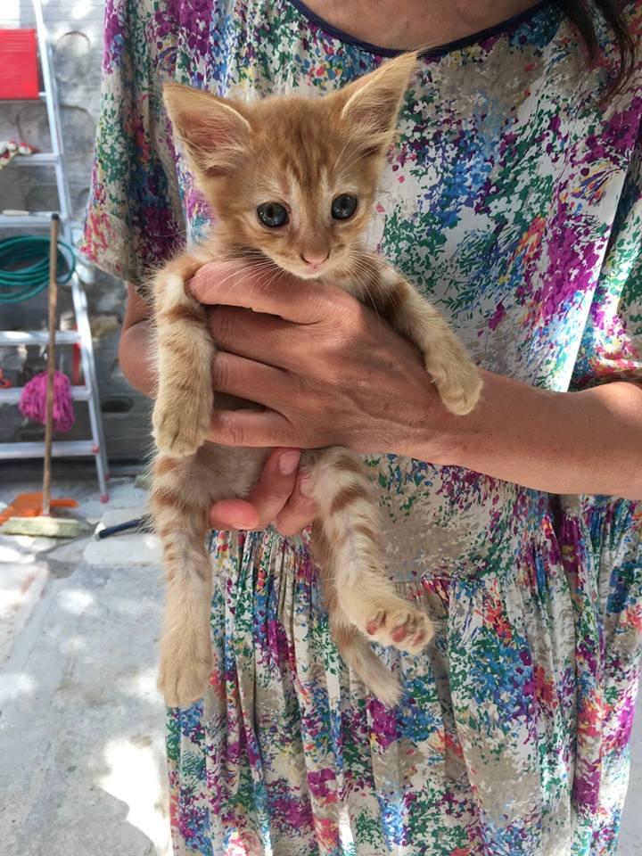 This Job Advert For A Cat Carer On A Greek Island Is Even Better