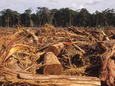 Amazon deforestation is at a 12-year high – how to make a difference