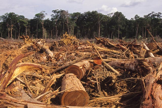 Deforestation in the Amazon has been linked to the Brazilian beef and soy industry, which makes extensive use of offshore tax havens