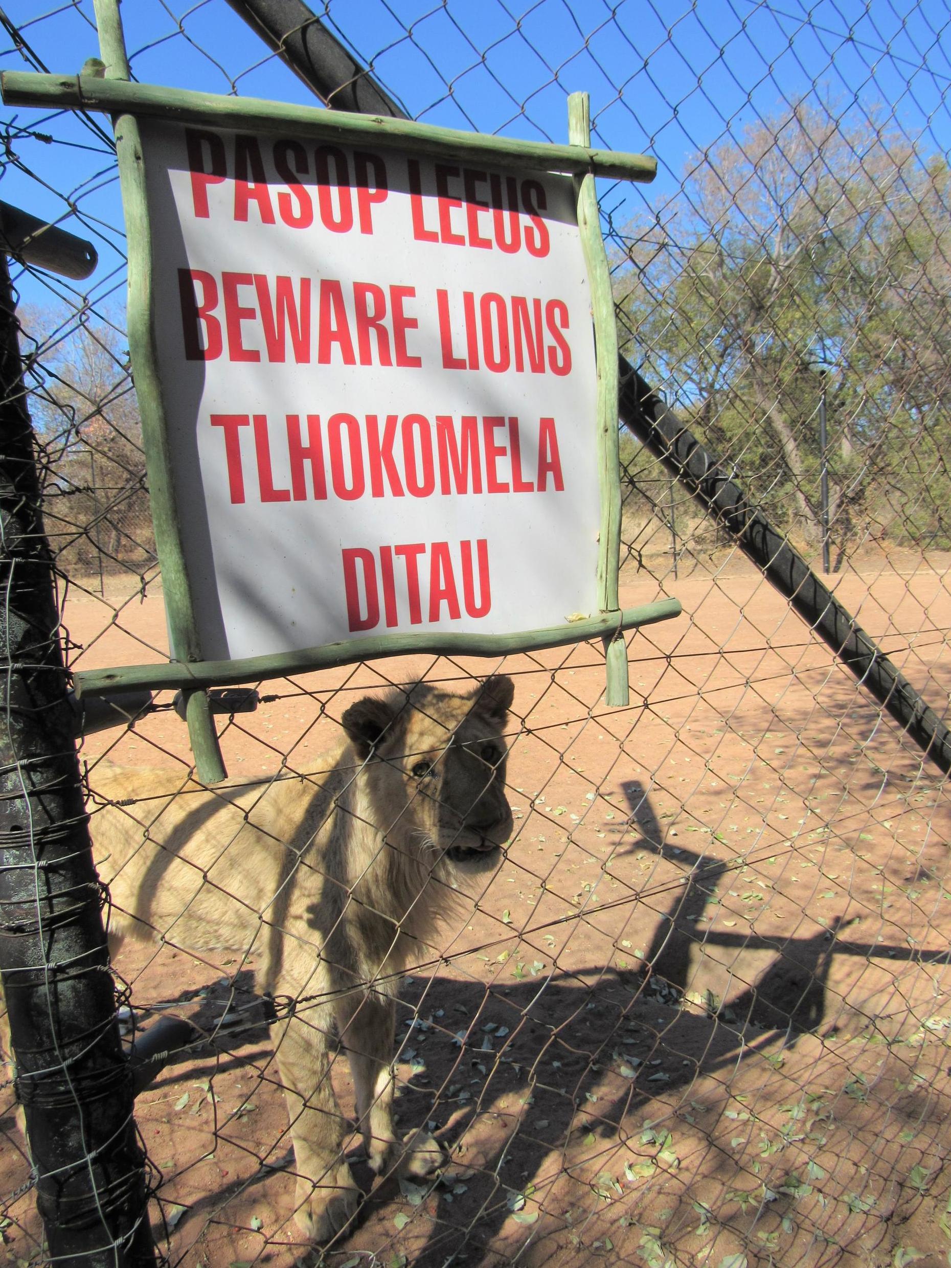 Cubs are taken from their mothers while young before being killed