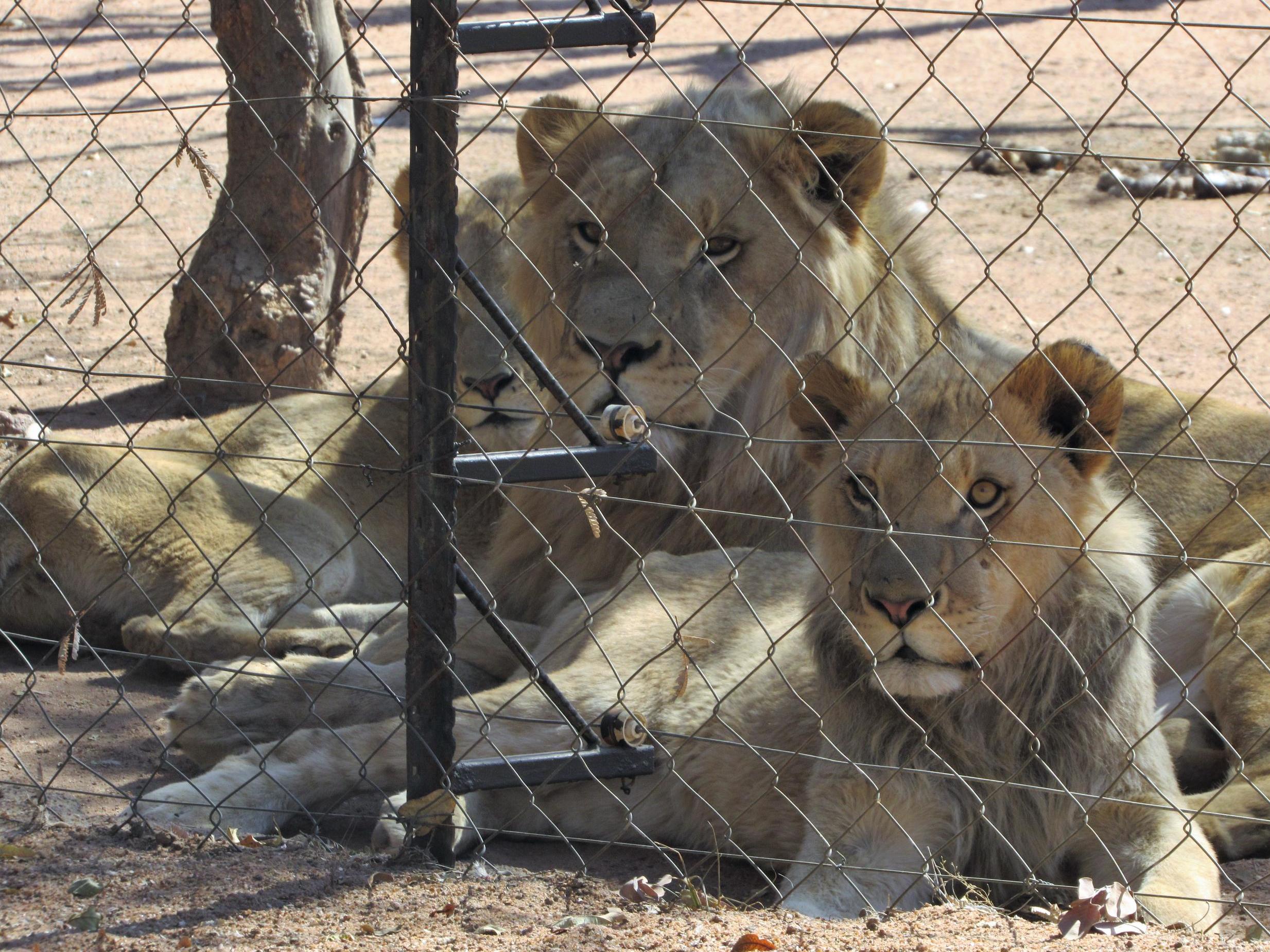 Lions and cubs are kept behind bars in 'harsh conditions', only to feed the industry that kills them