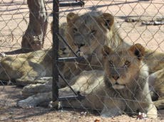 ‘Orphan’ lion cub farms are a scam driving extinction, tourists warned