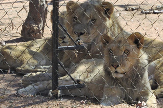 Lions and cubs are kept behind bars in 'harsh conditions', only to feed the industry that kills them
