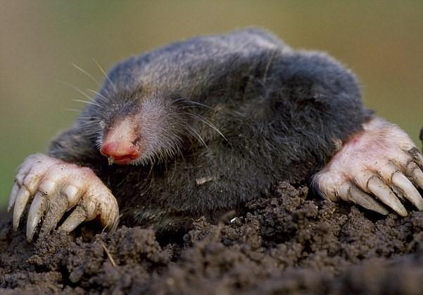 Starving: moles are dying in summer heatwave