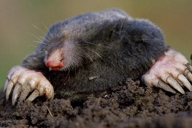 Starving: moles are dying in summer heatwave