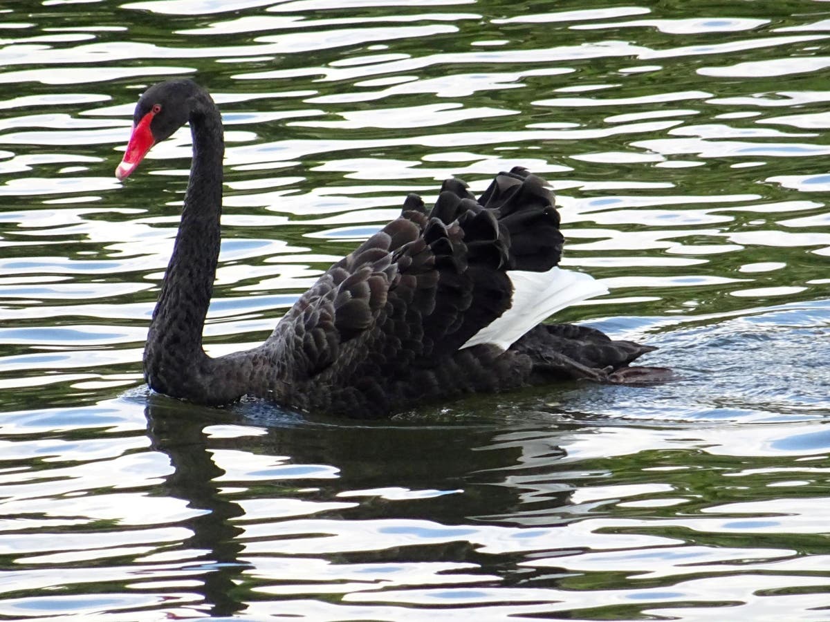 Rare black swan spotted 9,000 miles from home on River Severn | The | The Independent
