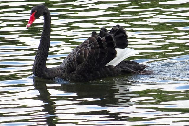 The black swan is native to Australia, but small populations live wild in UK