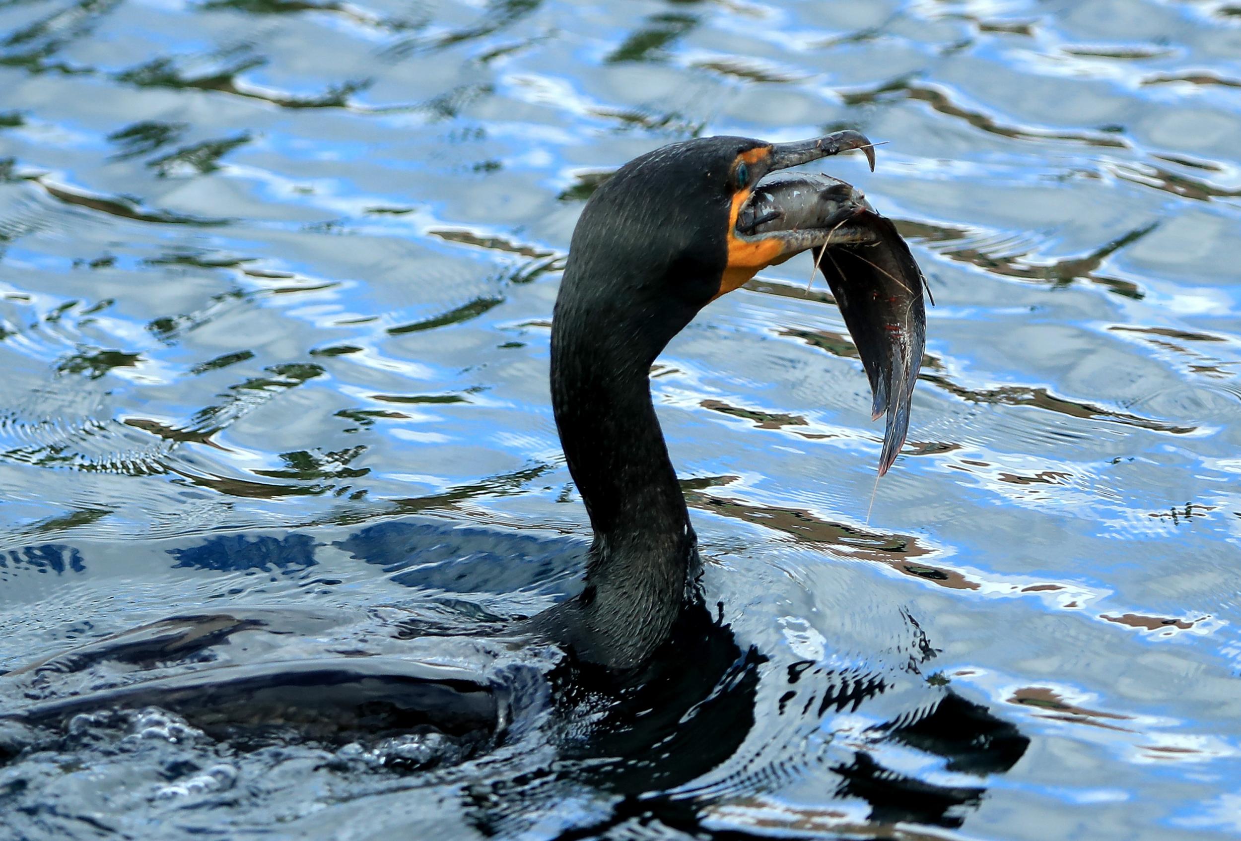 Caught in the act: A cormorant catches a fish