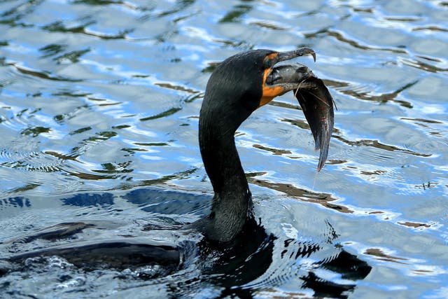 Caught in the act: A cormorant catches a fish