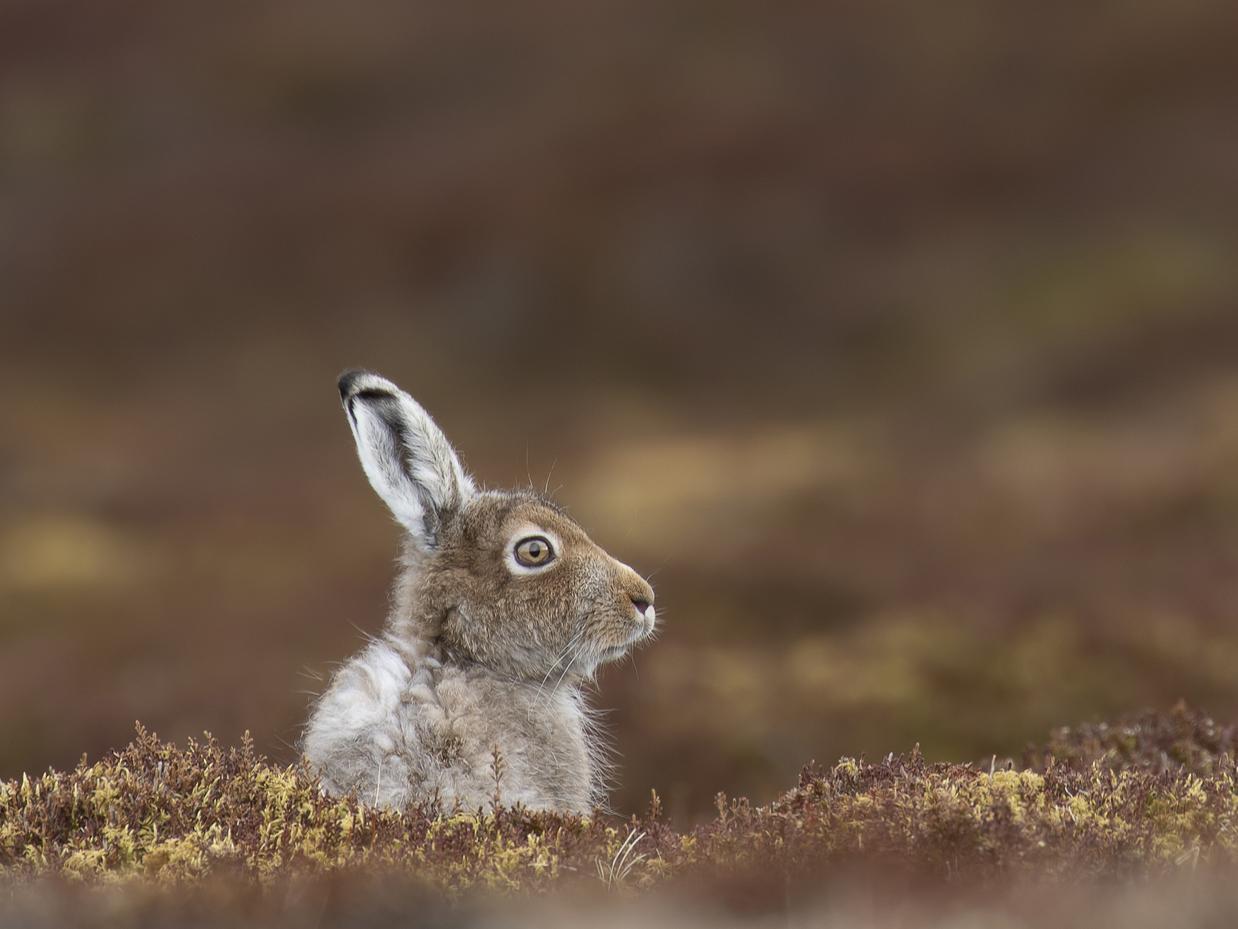 Hare numbers have fallen dramatically, according to a new study that implicates culling by gamekeepers in Scotland