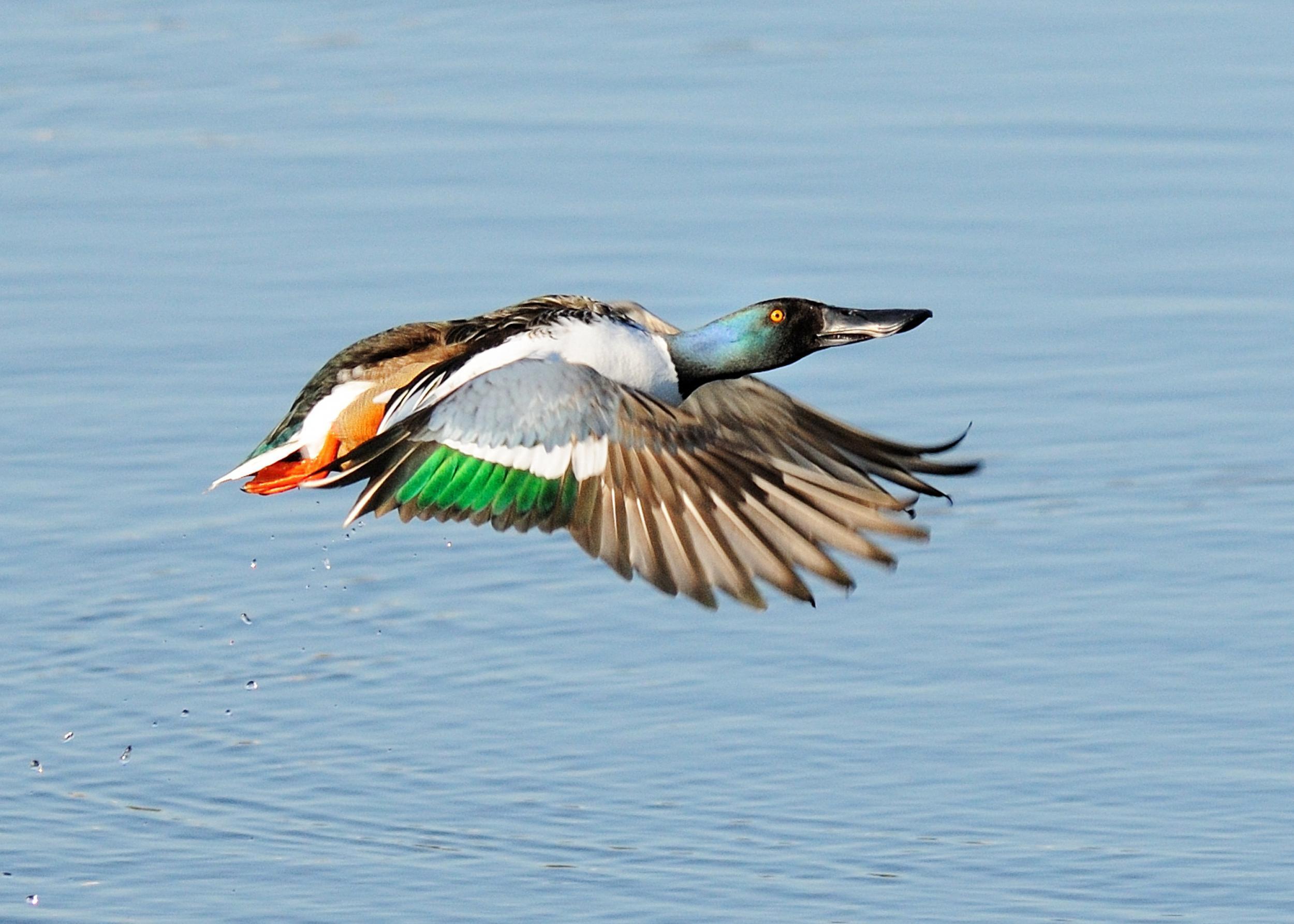 Shoveler (Tom Hines)