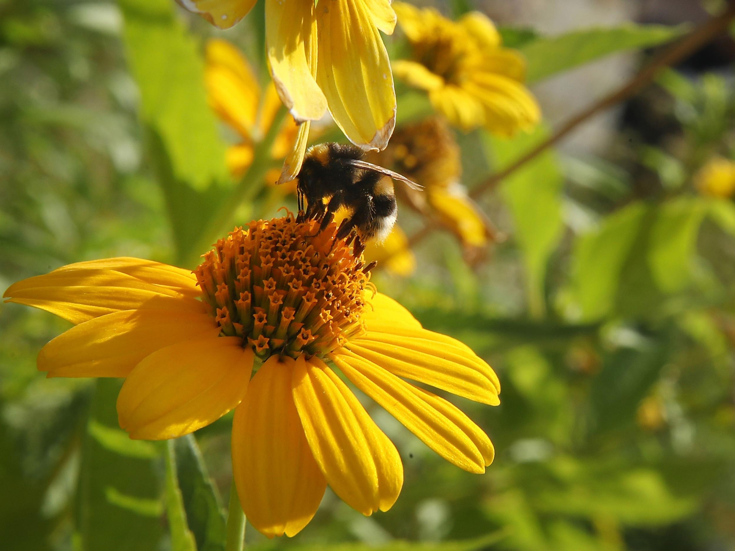 Bumblebee colonies exposed to new pesticide sulfoxaflor were smaller, with fewer offspring