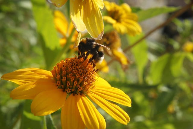 Bumblebee colonies exposed to new pesticide sulfoxaflor were smaller, with fewer offspring