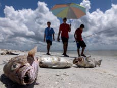 Red Tide sparks state of emergency in Florida