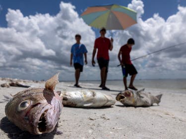 red tide - latest news, breaking stories and comment - The Independent