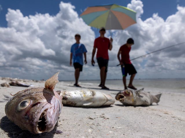 red tide - latest news, breaking stories and comment - The Independent
