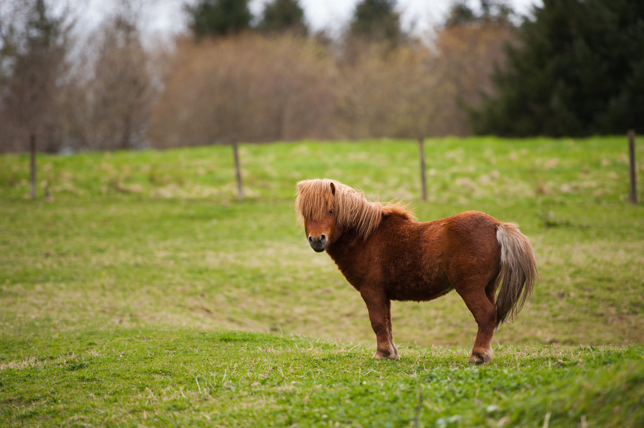 A passenger boarded a plane with a miniature horse