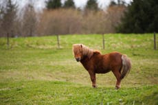 Passenger takes miniature horse named ‘Flirty’ on plane as service animal