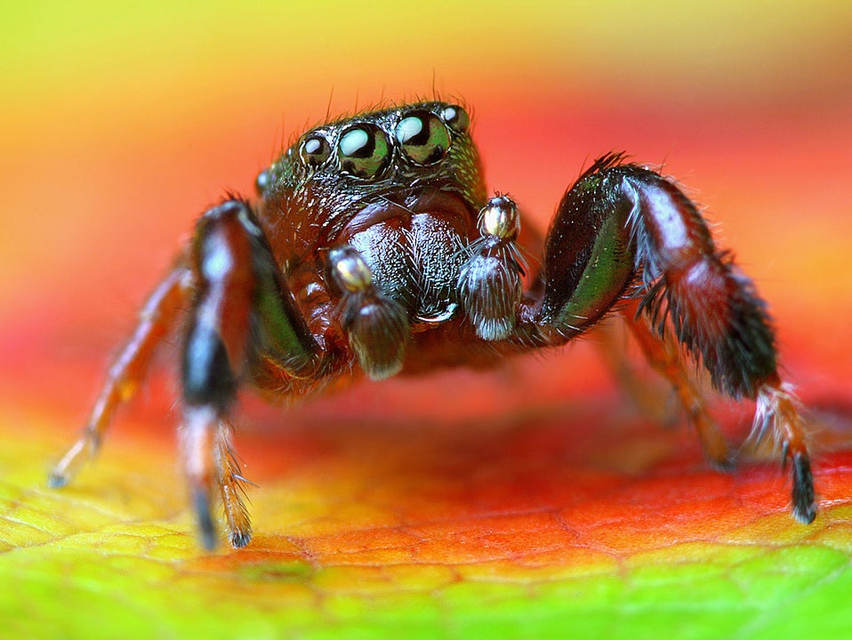 Rare jumping spider discovered in UK for first time ever The Independent The Independent photo