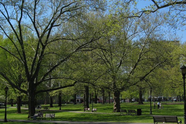 Most of the overdoses happened at New Haven Green - a Connecticut park close to Yale University