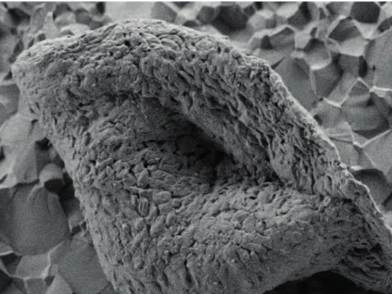 An electron microscope image of a microfossil from Strelley Pool, of the variety analysed in the new study