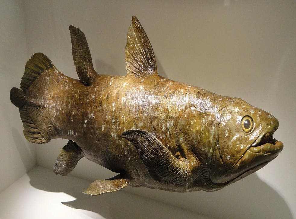 Model of a coelacanth, the ‘living fossil’, in the Houston Museum of Natural Science, Texas