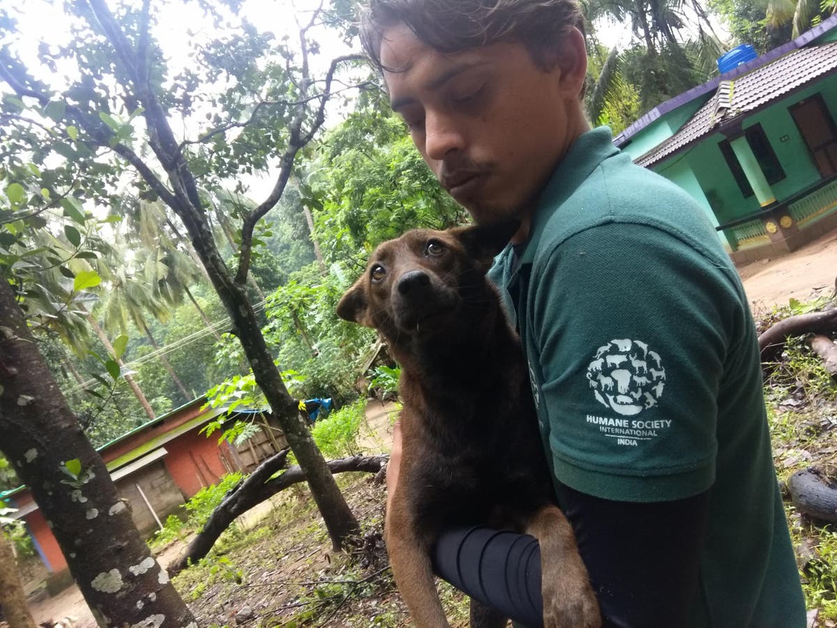 Kerala floods: Rescue workers trying to save thousands of animals at risk  of drowning | The Independent | The Independent