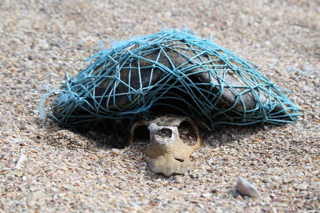 Decomposed turtle found still wrapped in the plastic net that killed it