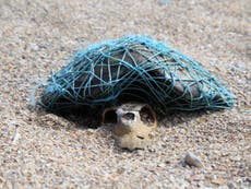 Dead turtle found still wrapped in the plastic net that killed it