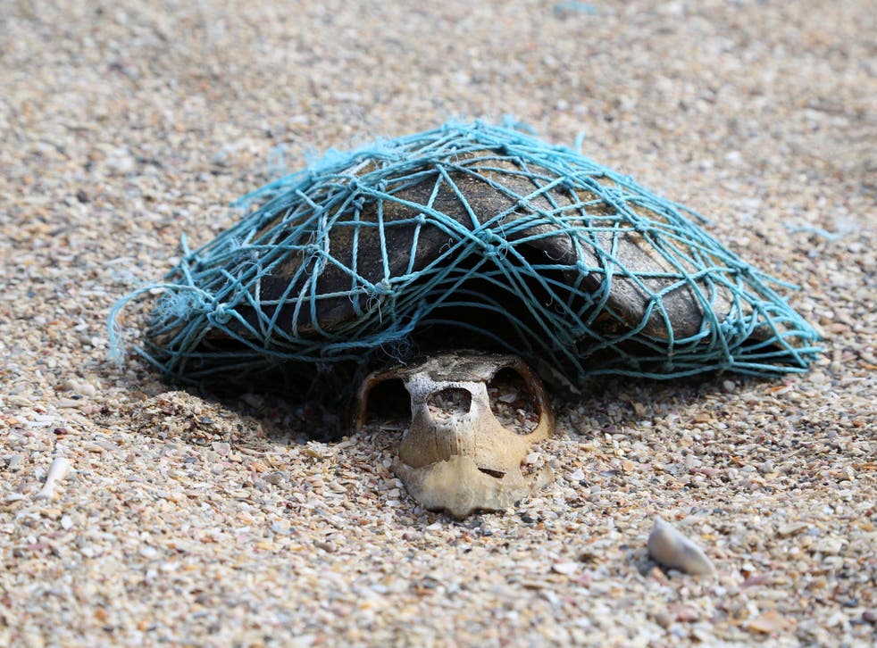 Decomposed turtle found still wrapped in the plastic net that killed it