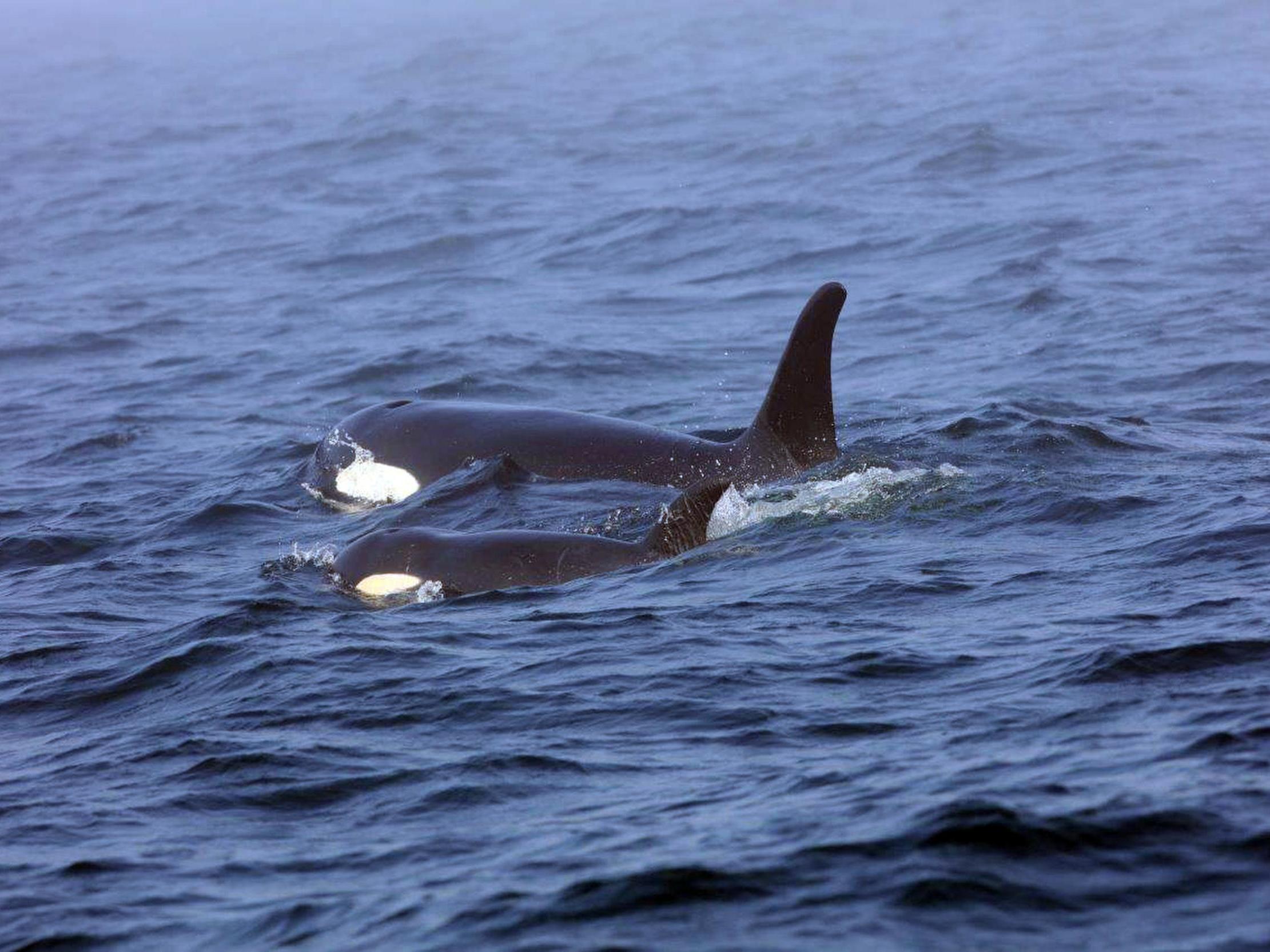 The orcas are facing extinction because of a dearth of salmon and human encroachment
